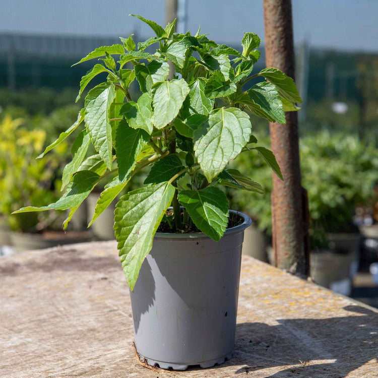Salvia 'Amistad'