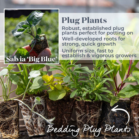 Salvia 'Big Blue'
