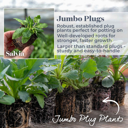 Salvia Plant Caradonna 'Pink Inspiration'