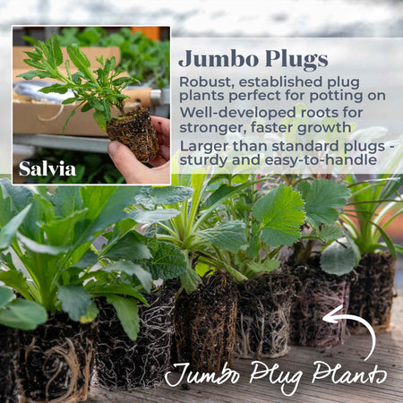 Salvia Plant 'Nemorosa Caradonna'