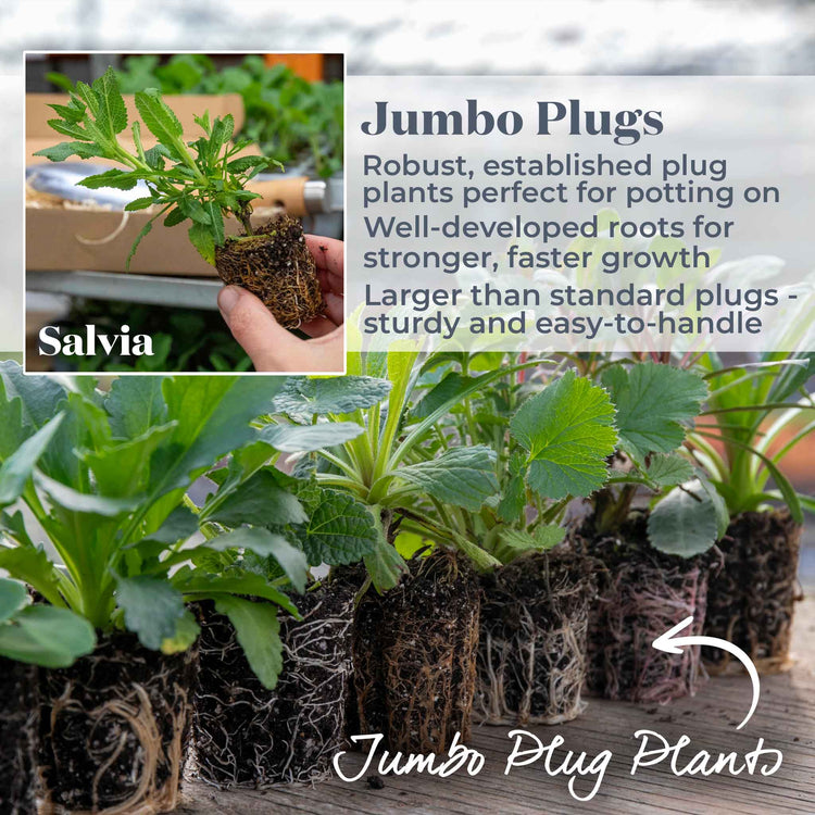 Salvia Plant 'Nemorosa Caradonna'