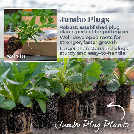 Salvia Plant 'Lyrical White'