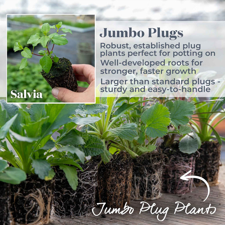 Salvia Plant 'Amistad'