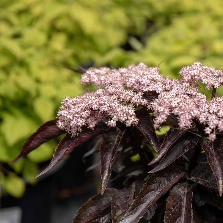 Sambucus nigra 'Black Tower'