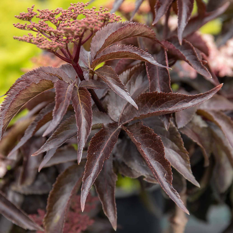 Sambucus nigra 'Black Tower'