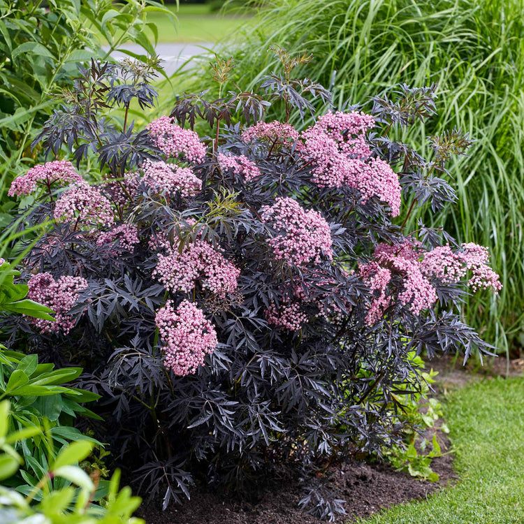 Sambucus 'Cherry Lace'