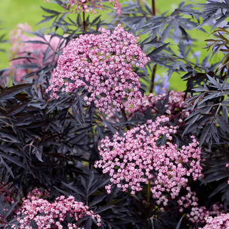 Sambucus 'Cherry Lace'