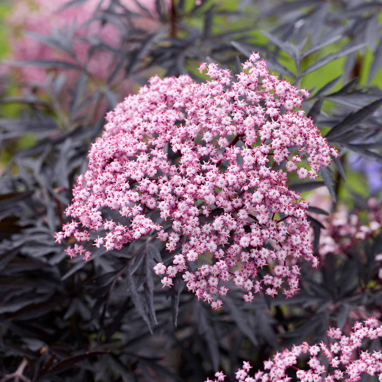 Sambucus 'Cherry Lace'