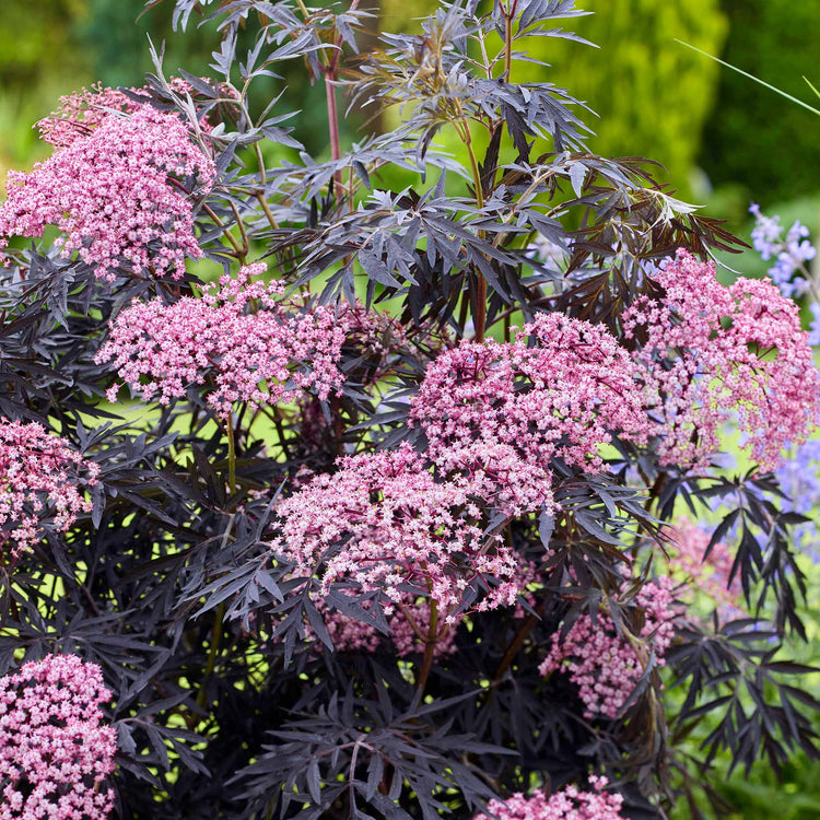 Sambucus 'Cherry Lace'
