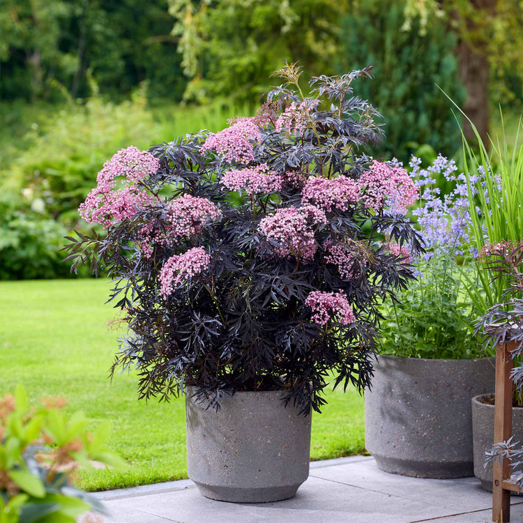 Sambucus 'Cherry Lace'