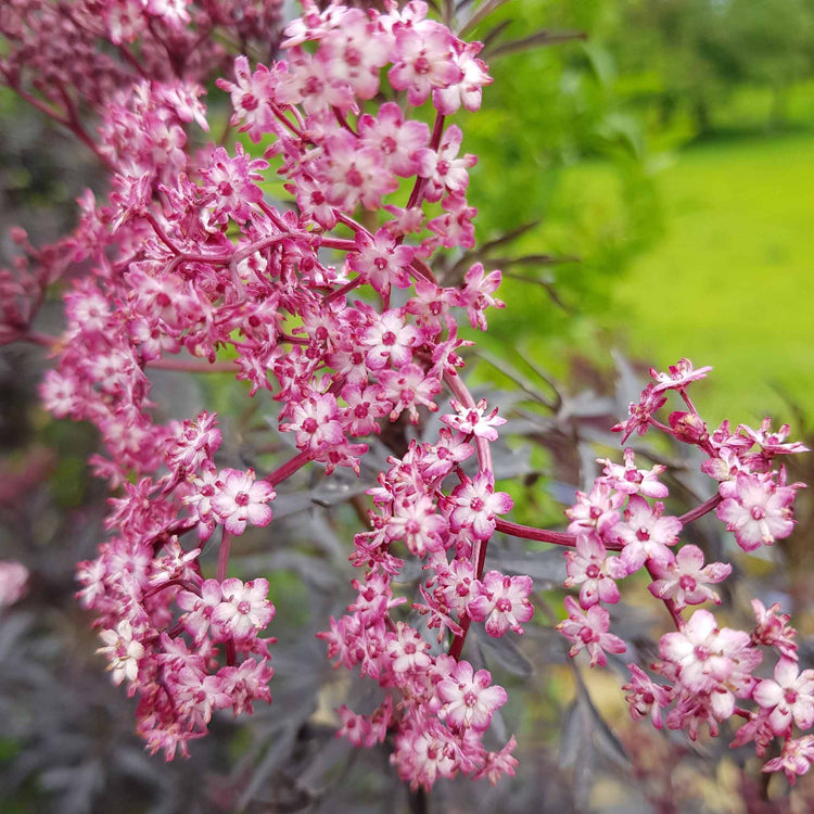 Sambucus 'Cherry Lace'