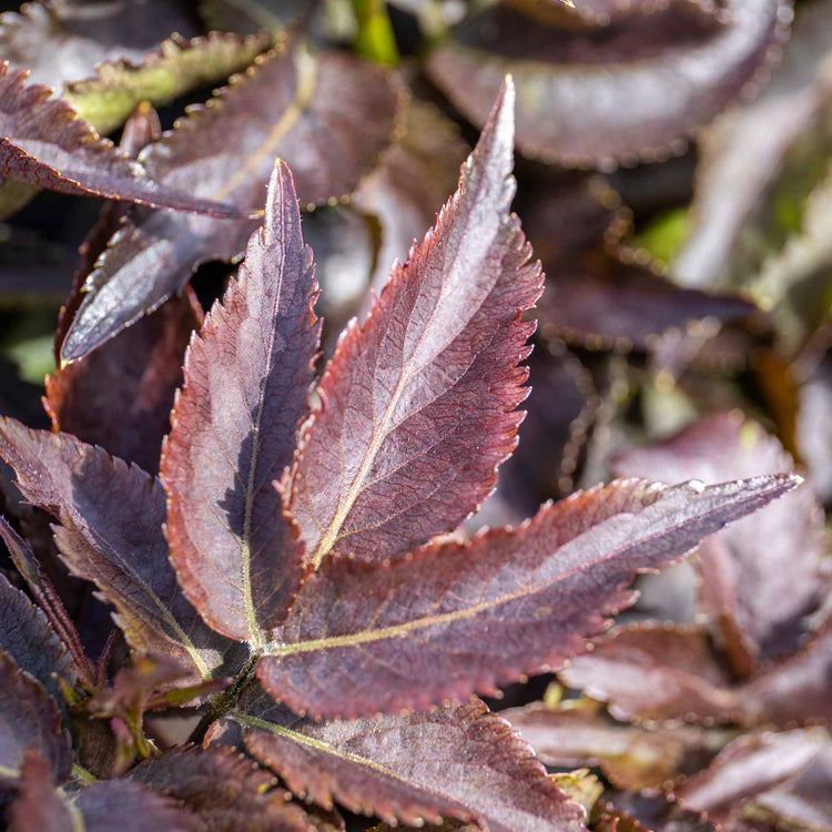 Sambucus nigra 'Black Tower'