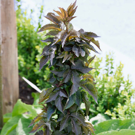 Sambucus nigra 'Black Tower'