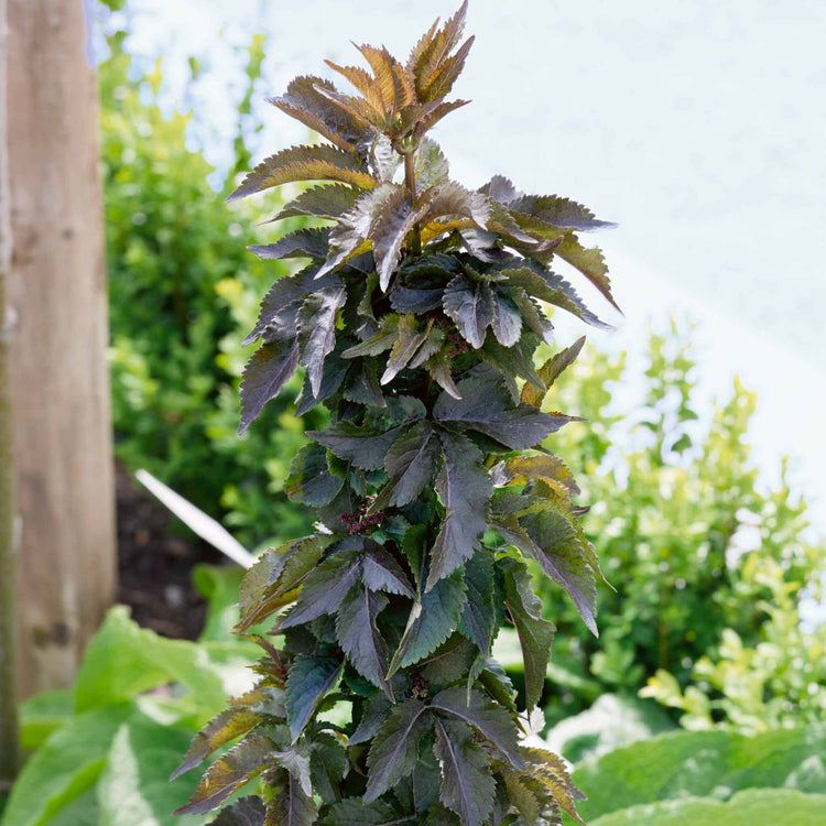 Sambucus nigra 'Black Tower'