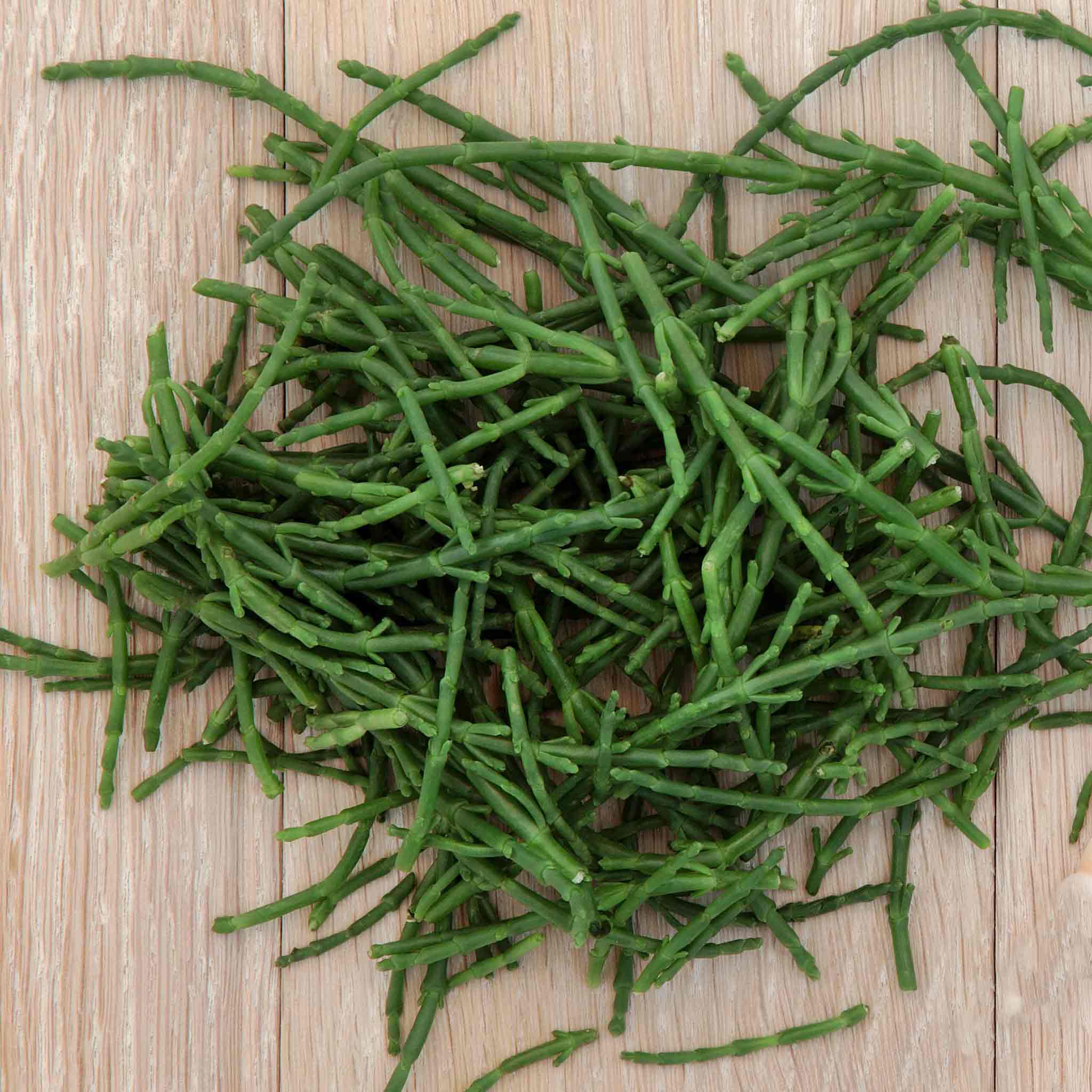 Samohire Tree Samphire Plant 'Salicornia Europaea' | Marshalls Garden