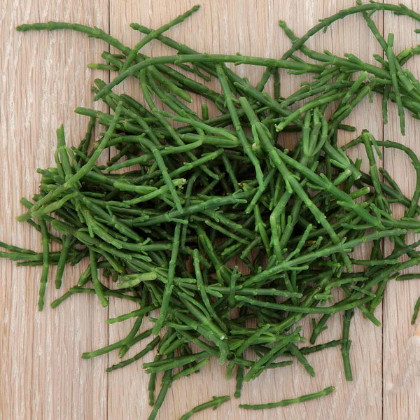 Samphire Plant 'Salicornia Europaea'