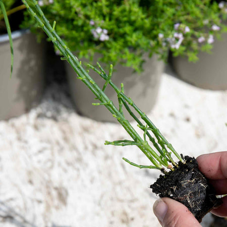 Samphire Plant 'Salicornia Europaea'