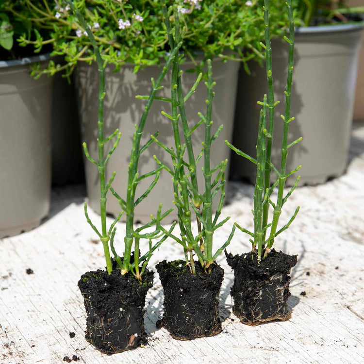 Samphire Plant 'Salicornia Europaea'