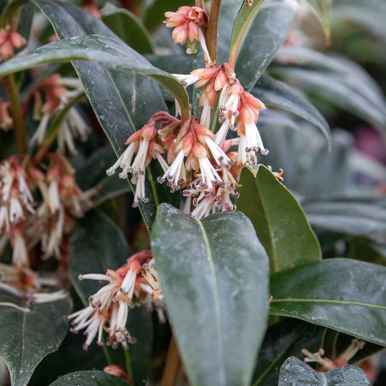 Sarcococca Hookeriana 'Winter Gem ®'