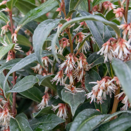 Sarcococca Hookeriana 'Winter Gem ®'