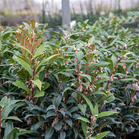 Sarcococca Hookeriana 'Winter Gem ®'