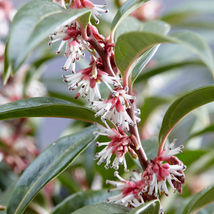 Sarcococca Hookeriana 'Winter Gem ®'