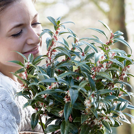 Sarcococca Hookeriana 'Winter Gem ®'