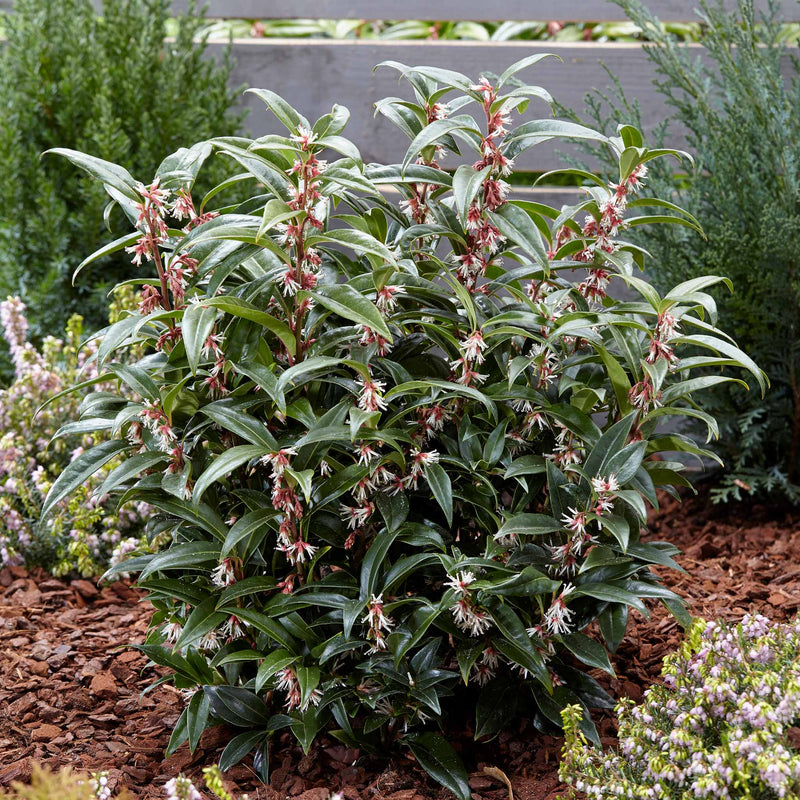 Sarcococca Hookeriana 'Winter Gem ®'