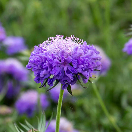 Scabious Plant 'Blue Note'