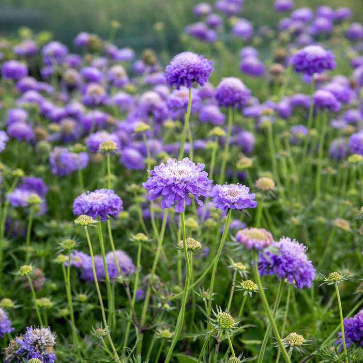 Scabious Plant 'Blue Note'
