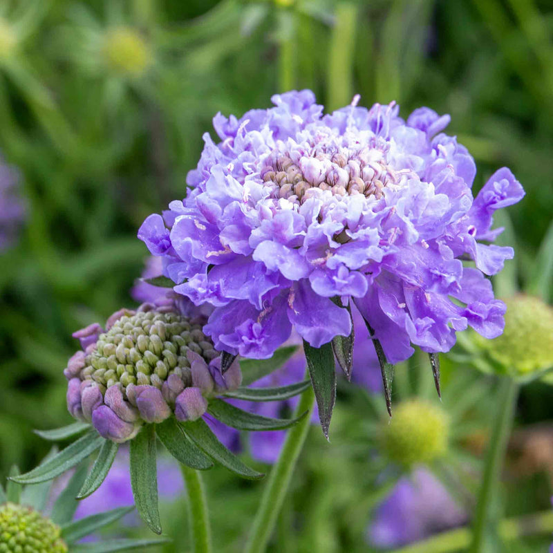 Scabious Plant 'Blue Note'