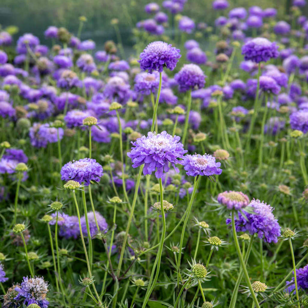 Scabious Plant 'Blue Note'
