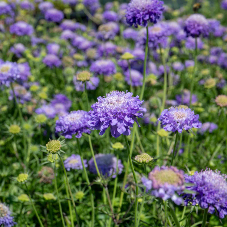 Scabious Plant 'Blue Note'