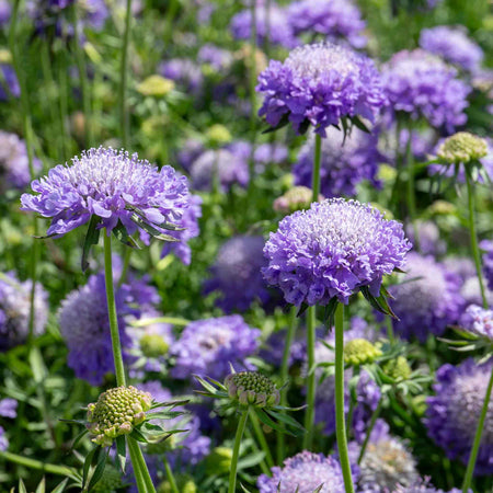 Scabious Plant 'Blue Note'