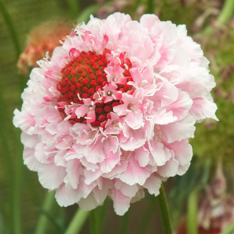 Scabiosa 'Scoop Marshmallow'