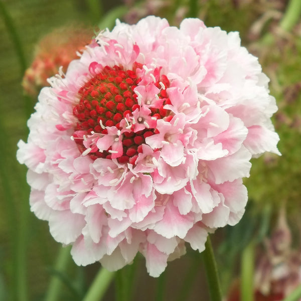 Scabiosa 'Marshmallow Scoop'
