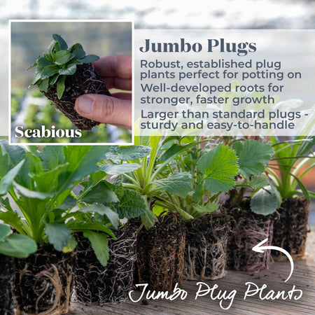 Scabious 'Blue Note'