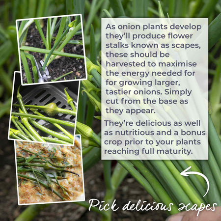 marshalls garden spring onion seeds 'gerda Onion Seeds 'Ailsa Craig'