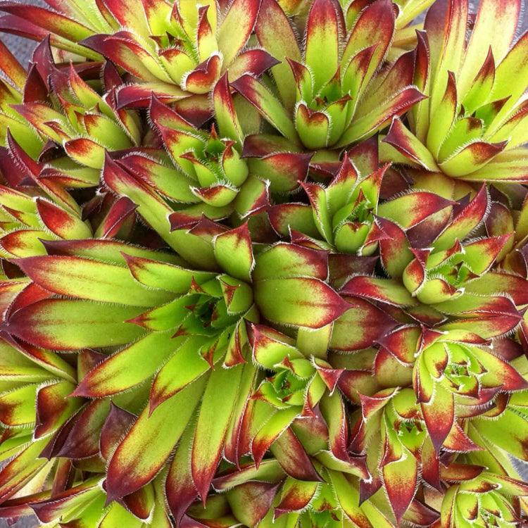 Sempervivum Plant 'Atlas'