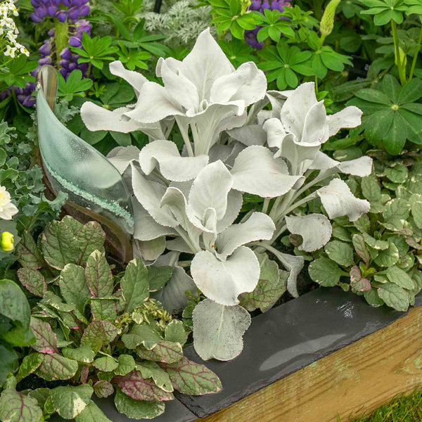 Senecio Plant 'Angel Wings'