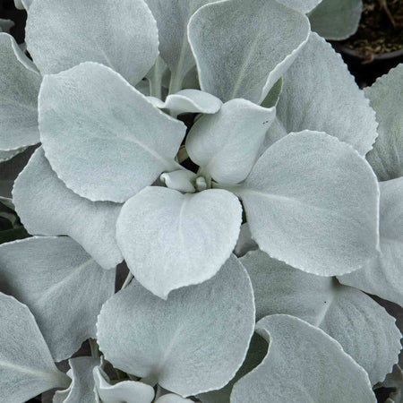 Senecio Plant 'Angel Wings'