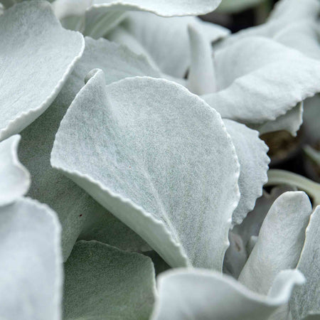 Senecio Plant 'Angel Wings'