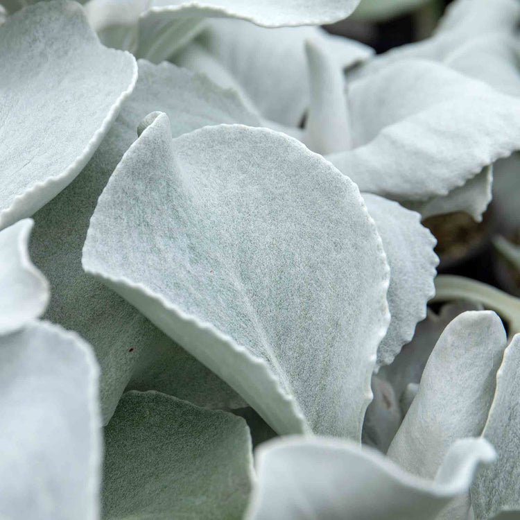 Senecio Plant 'Angel Wings'