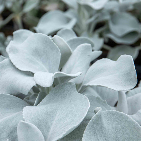 Senecio Plant 'Angel Wings'