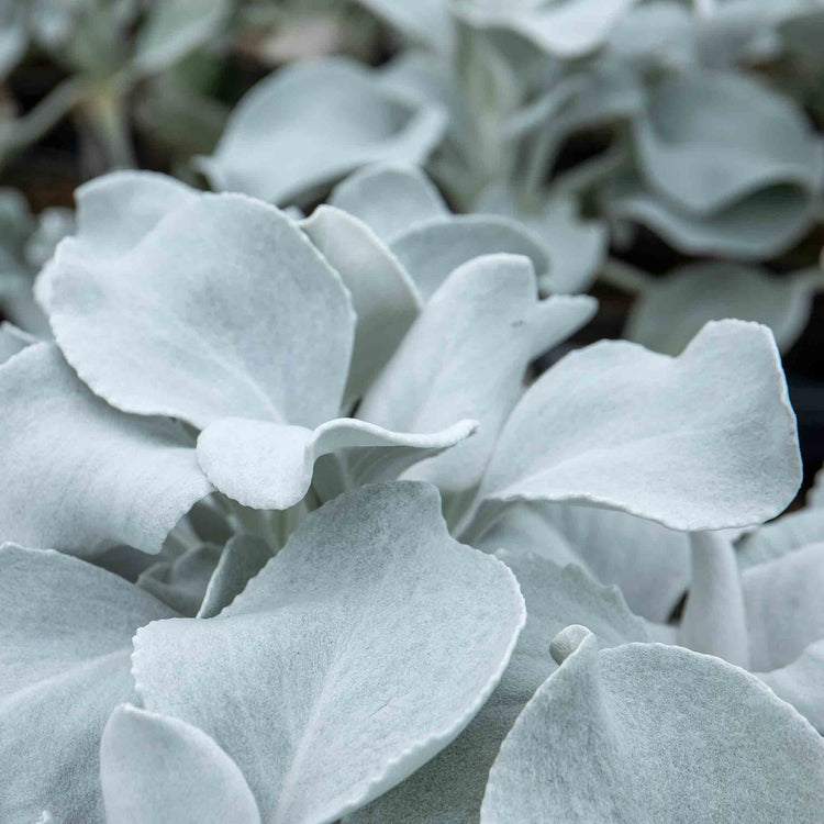 angel wings succulent Senecio Plant 'Angel Wings'