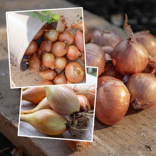 Autumn Planting Shallot Duo
