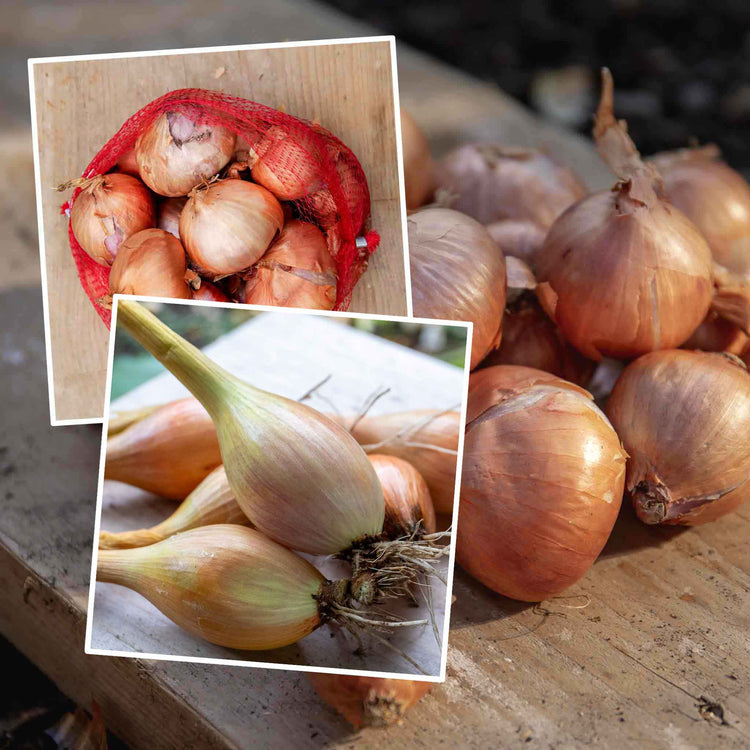 Autumn Planting Shallots Duo Pack