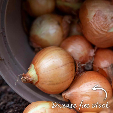 Spring Planting Shallots Duo Pack