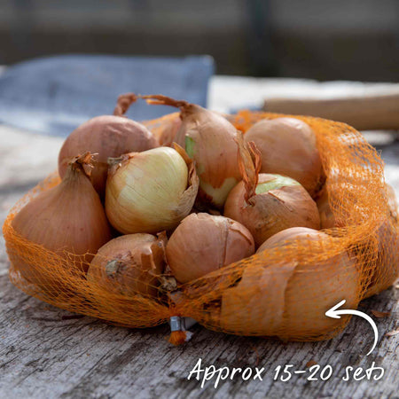 Shallot Sets 'Growers Pick'