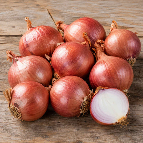 Shallot 'Red Sun' (Autumn Planting)